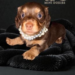 Kaluha - Chocolate and tan female Dachshund puppy in South Fulton, Tennessee from Stiles' Mini Doxies