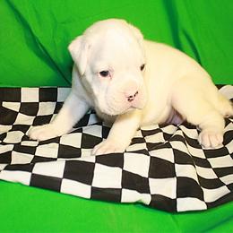 Caspia - White female Boxer puppy in Walton, Kentucky from Fast Lane Boxers