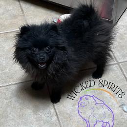 HOLD AKC CRACKLE - Black male Pomeranian puppy in Watkins Glen, New York from Wicked Spirits Pomeranians
