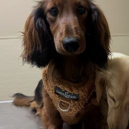 Murphy - Dachshund