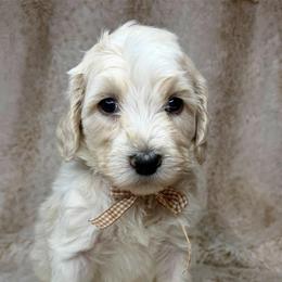 Zephyr - Chalk male Australian Labradoodle puppy in Upland, California from Kings Labradoodles