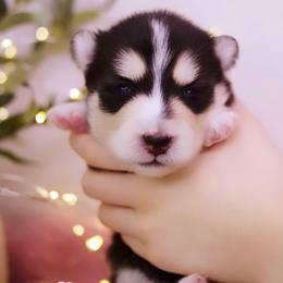 Ube - Black and white female Pomsky puppy in Trenton, Texas from Blissful Paws Pomskies