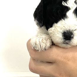Bernedoodles, Cavapoos, Goldendoodles, and Poodles from Utah Mountain Doodles