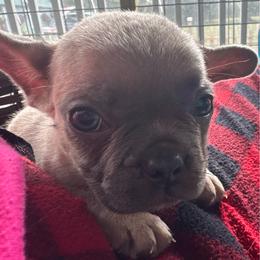 Tiny Fawn Male - Fawn male French Bulldog puppy in Vineland, New Jersey from Corgis at the Jersey Shore/Frenchie Connection