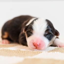 BEAU - Black and tan male Pembroke Welsh Corgi puppy in Mona, Utah from Sorensen Corgis