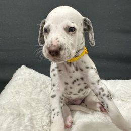 Boy yellow - Dalmatian puppy from dreamz_dalmatianz101