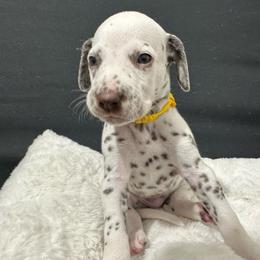 Boy yellow - Dalmatian puppy from dreamz_dalmatianz101