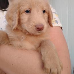 Aussiedoodle, Goldendoodle, and Labradoodle Puppies from Loving Doodle