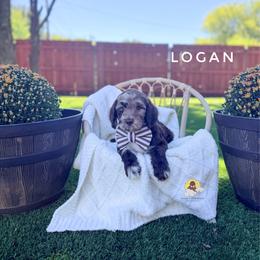 Logan - Merle male Goldendoodle puppy in Dallas County, Texas from Dream A Little Doodle