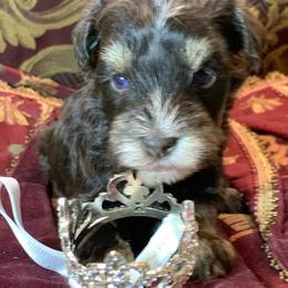 Colt - Liver male Miniature Schnauzer puppy in Kentucky from Mrs Bs Teeny Schnauzers & Doodles