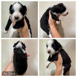 Lime - Black tri male Miniature Australian Shepherd puppy in Iola, Texas from MK Aussies