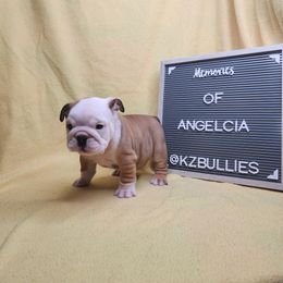 Angelica - Fawn and white female Bulldog puppy in Hillsdale County, Michigan from KZ Bullies LLC