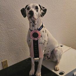 Dalmatian All Grown Up from Rosais Acres LLC