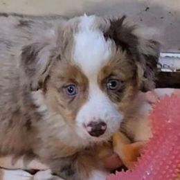 Sable - Red merle female Toy Australian Shepherd puppy in Florence, South Carolina from Freedom Toy Aussies