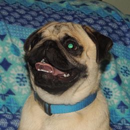 Pug puppies from Loda's Pugs