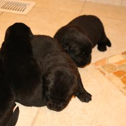 Boy 3 - Black male Newfoundland puppy in Ellendale Forge, Pennsylvania from Opening Heavens Doors Newfoundlands