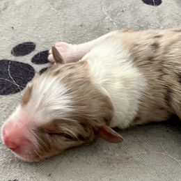 Red merle - Red merle male Australian Shepherd puppy in Cotati, California from Tried and True Aussies