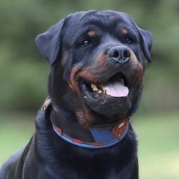 Hoss - Rottweiler
