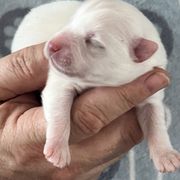 Japanese Spitz Puppies from Mika Japanese Spitz