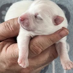 Japanese Spitz Puppies from Mika Japanese Spitz
