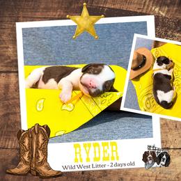 Ryder - Liver white and tan male English Springer Spaniel puppy in Albany, Minnesota from Farm Fresh Labradors & English Springers