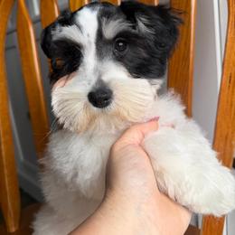 Orange Collar - Parti female Miniature Schnauzer puppy in Tacoma, Washington from AKC Nordwest Schnauzers
