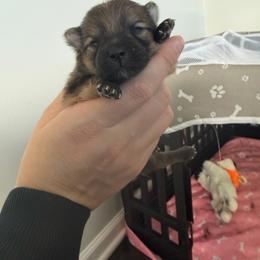 Chocolate - Chocolate parti male Pomeranian puppy in Cheektowaga, New York from Luxe Legacy Pomeranians
