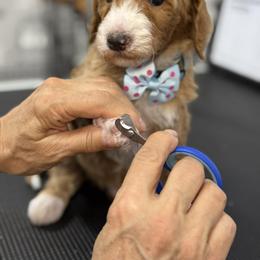 Yarrow- Blue collar male - Red  male Goldendoodle puppy in Yuciapa, California from AlltheDoodlez_