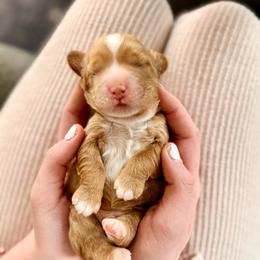 Cooper - Red and white male Cockapoo puppy in Denver, Pennsylvania from Greenview Puppies
