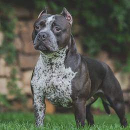 American Bullies from LouDogs Kennel