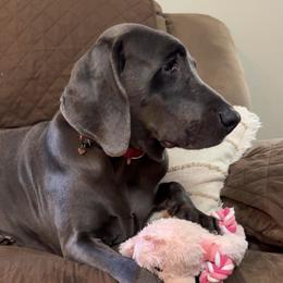 Shelby - Weimaraner