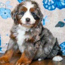 River - Merle female Bernedoodle puppy in Dundee, Ohio from Down Home Doodle