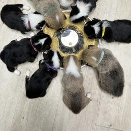Pembroke Welsh Corgi Puppies from Fuzzy Butt Corgis