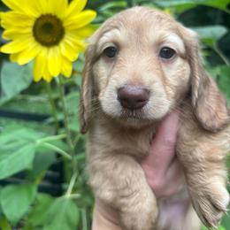 Teddy - Cream male Dachshund puppy in White Cloud, Michigan from MI Dachshunds
