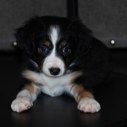 Miniature American Shepherd and Miniature Australian Shepherd Puppies from Fuzy Butts Mini & Toy Aussies