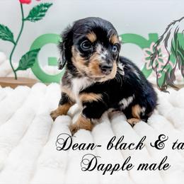 Dean - Dapple male Dachshund puppy in Prairieville, Louisiana from Southern Barron Danes & Dachshunds