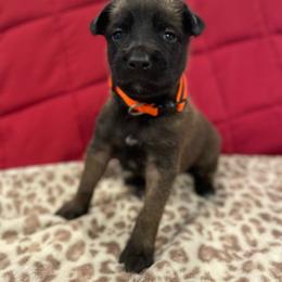 Ty Lee - Brindle female xDutch Shepherd puppy in Chelsea, Alabama from Alliance K9
