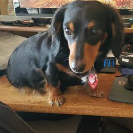 Dachshunds from Ruhoff's Dachshunds