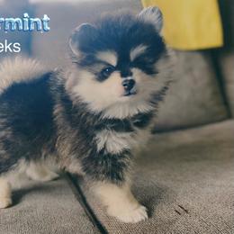 Peppermint - Black and white male Pomsky puppy in Winston, Oregon from Arctic Tails Spitz