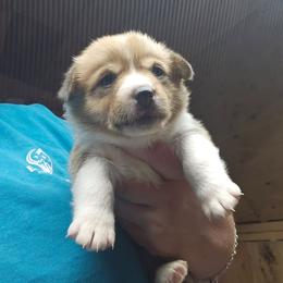 Yellow Girl - White and red female Pembroke Welsh Corgi puppy in Keysville, Virginia from CL&L Corgi's
