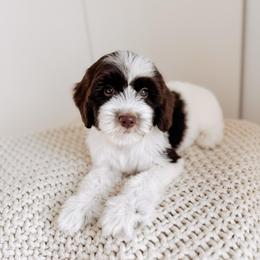 Lord - Chocolate male Goldendoodle puppy in Syracuse, Indiana from The Doodle Cove