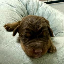 Boy 4 - Red phantom male Assorted Doodle Crosses puppy in Waco, Georgia from Huff Family Doxies & Doodles