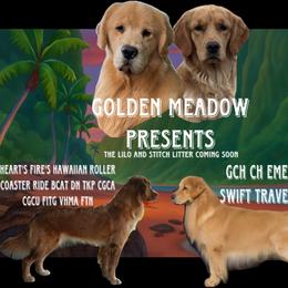 Golden Retriever puppies from Golden Meadow