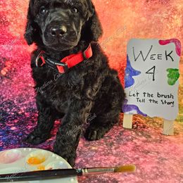 Picasso - Black male Poodle puppy in Mcbain, Michigan from Northern Creek