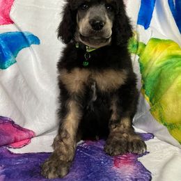 Beckham Boy 8 - Phantom Poodle puppy in Bristol, Virginia from Schrute Farms Standard Poodles