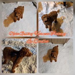 Goldendoodle Puppies from Lu Doodles