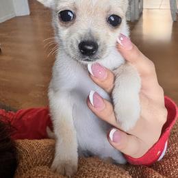 Ralphie - Cream male Chihuahua puppy in Richland, Washington from Northwest Paws
