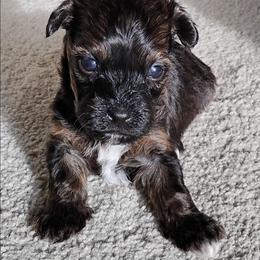 Frisbee - Red sable male Havanese puppy in Kinston, North Carolina from Court Jester Havanese and Russian Salon Dogs