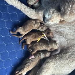 Goldendoodle Puppies from Crystal Romero