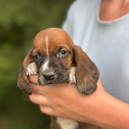 Male 6 - Mahogany and white male Basset Hound puppy in Lindley, New York from Hill Top Basset Hounds & Cane Corso